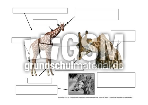 Giraffe-Aussehen-Körperbau-AB.pdf